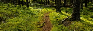 De natuurlijk weg der dingen